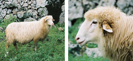 Oveja menorquina - Caracter&iacute;sticas m&aacute;s destacadas
