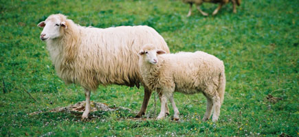 Oveja menorquina - Datos generales