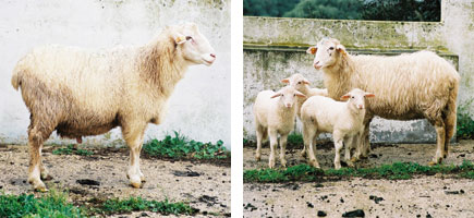 Oveja menorquina - Or&iacute;genes