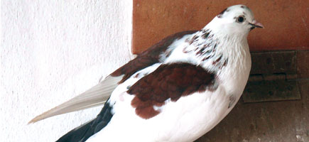 Palomo Borino - Car&agrave;cters generals