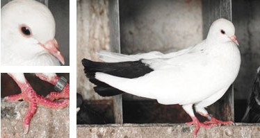 Palomo Borino - Galer&iacute;a - Imagen 01