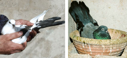 Palomo de Escampadissa - Or&iacute;genes