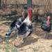 Pavo de Menorca - Galer&iacute;a - Icono 01