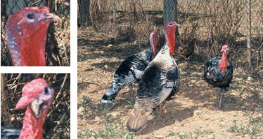 Pavo de Menorca de Menorca - Galer&iacute;a - Imagen 01