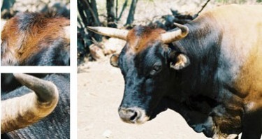 Vaca mallorquina - Galeria - Imagen 01