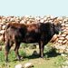 Vaca mallorquina - Galeria - Icono 05