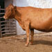 Vaca menorquina - Galer&iacute;a - Icono 03