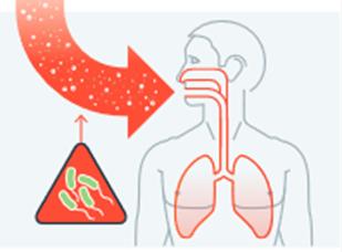 Imatge entrada del bacteria al sistema pulmonar