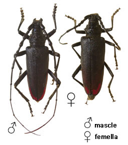 Banyarriquer de l'alzina - Identificació dels adults de l'espècie.