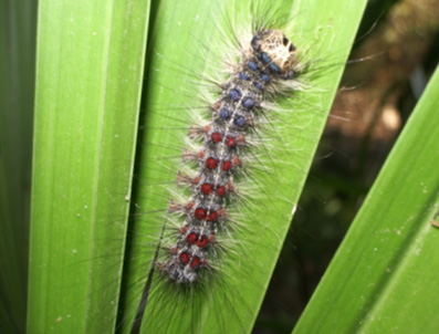 Eruga peluda de l'alzina - Eruga en fase avançada.  Observau els tubercles blaus i bruns.