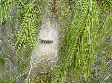 Processionària del pi - Eruga sobre bossa.