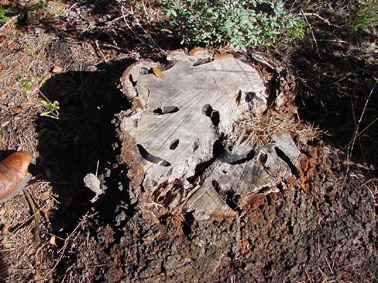 Banyarriquer de l'alzina - Galeria realitzada per la larva.