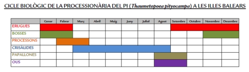 Processionària del pi - Cicle llarg de la processionària del pi.