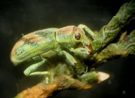 Altres plagues forestals - Exemplar de Coniatus suavis sobre una branca de tamarell.