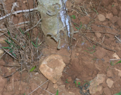 Da&ntilde;os bi&oacute;ticos - Tronco pelado y ra&iacute;ces descubiertas por conejo.