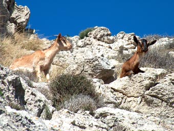 Da&ntilde;os bi&oacute;ticos - Cabras asilvestradas.
