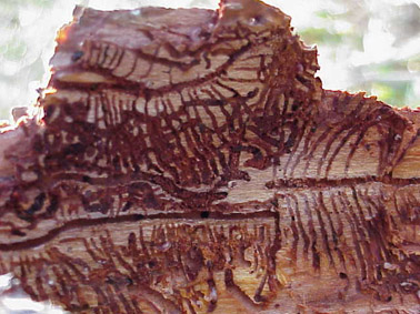 Perforadores del pino - Galer&iacute;as constru&iacute;das por los perforadores del pino.