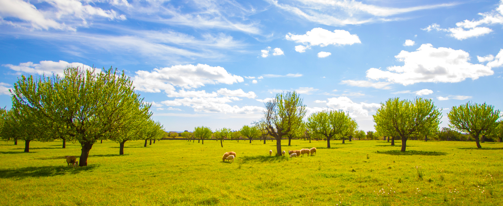 Ovejas pastando bajo un cielo azul
