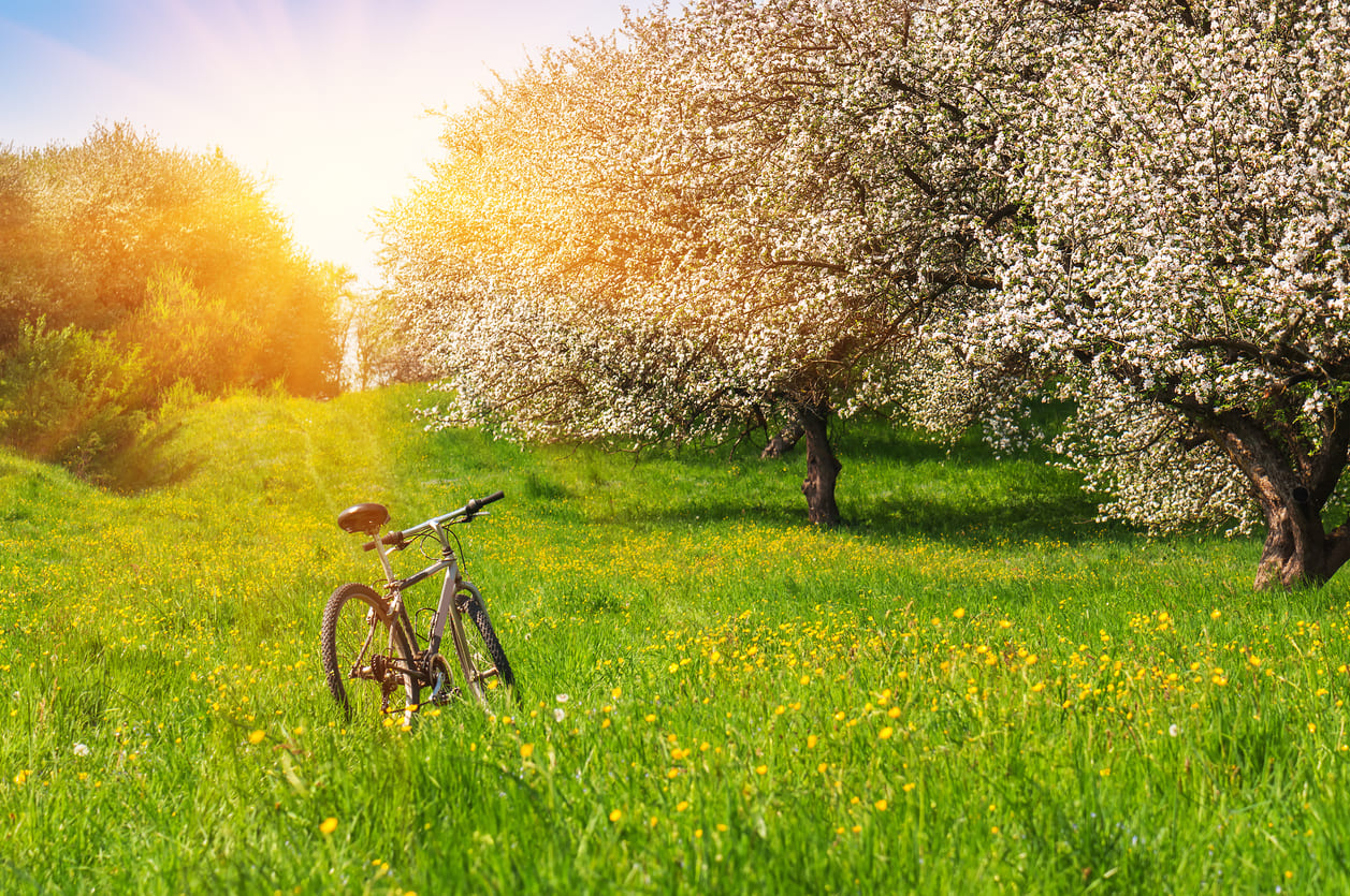 Bicicleta al camp