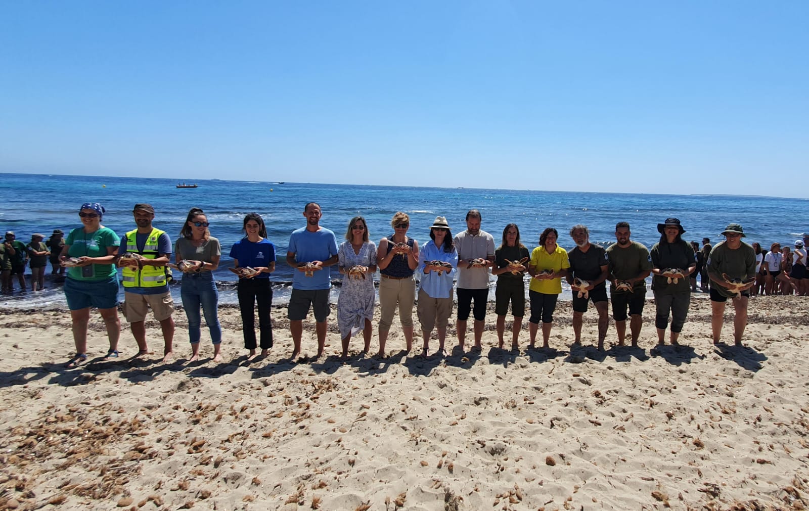 Moment de l'alliberament de 74 tortugues marines a la platja des Cavallet.
