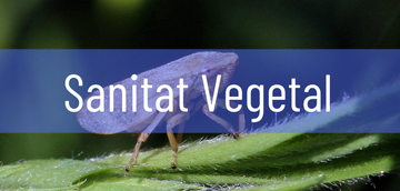 Sanitat vegetal