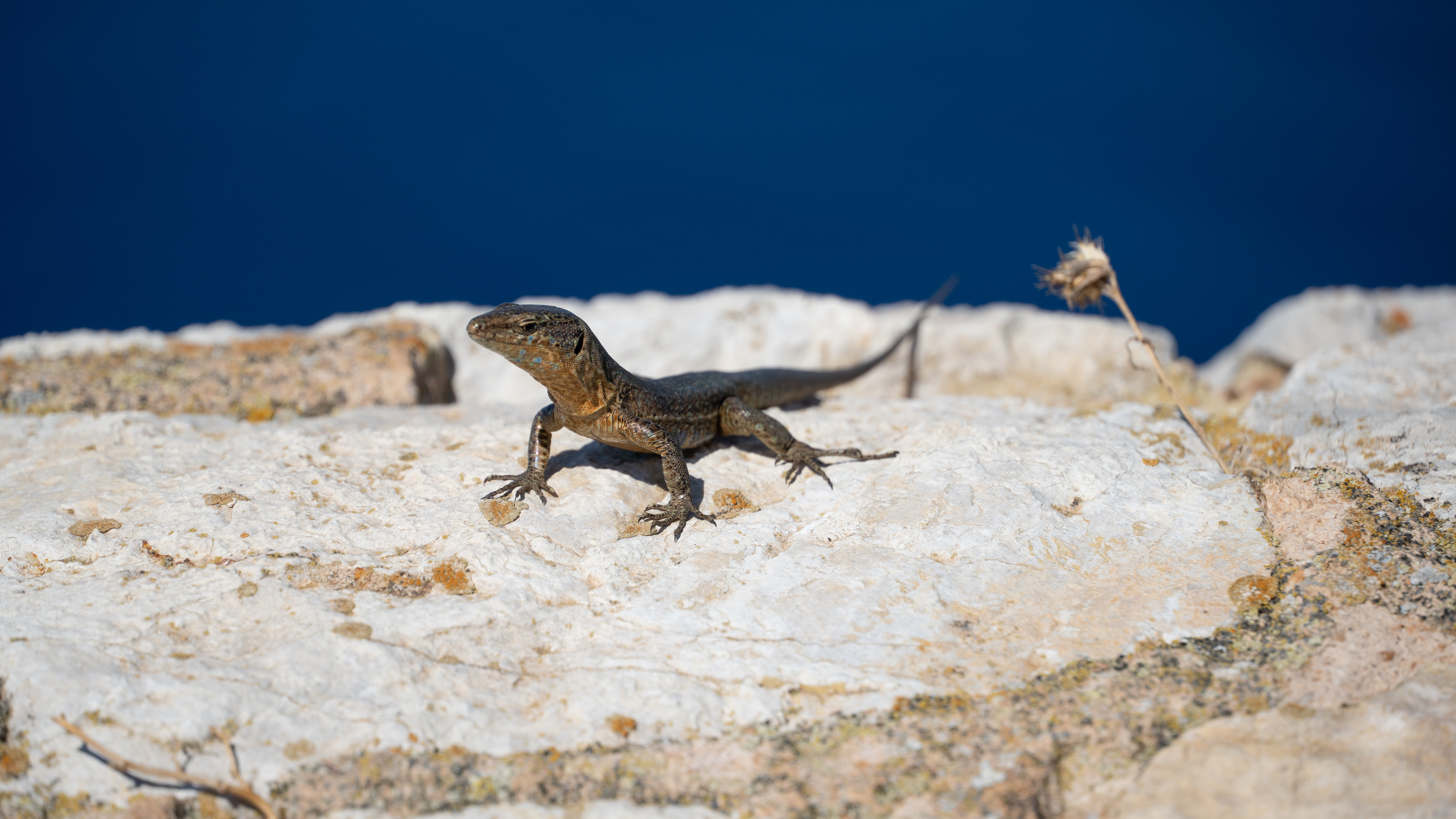 Un exemplar de sargantana balear