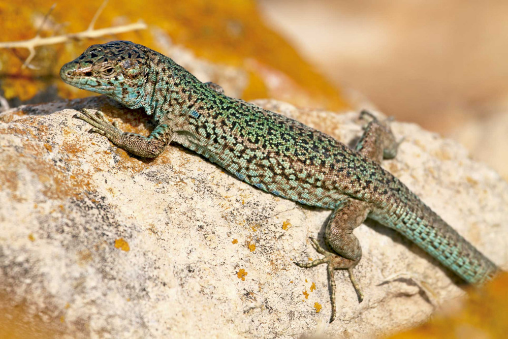 Exemplar de sargantana pitiüsa / Autor: Jordi Serapio