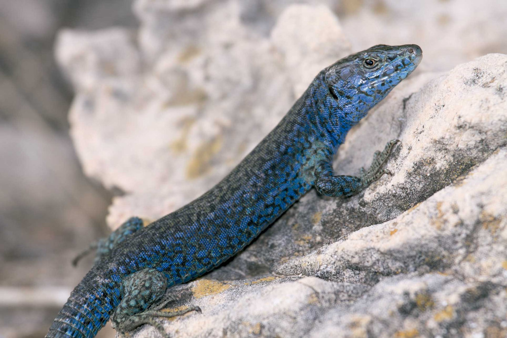  Exemplar de sargantana pitiüsa / Autor: Jordi Serapio