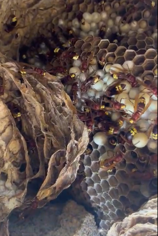 Niu de vespa oriental localitzat a Esporles