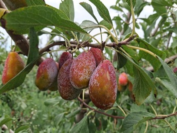 Prunera de frare roig