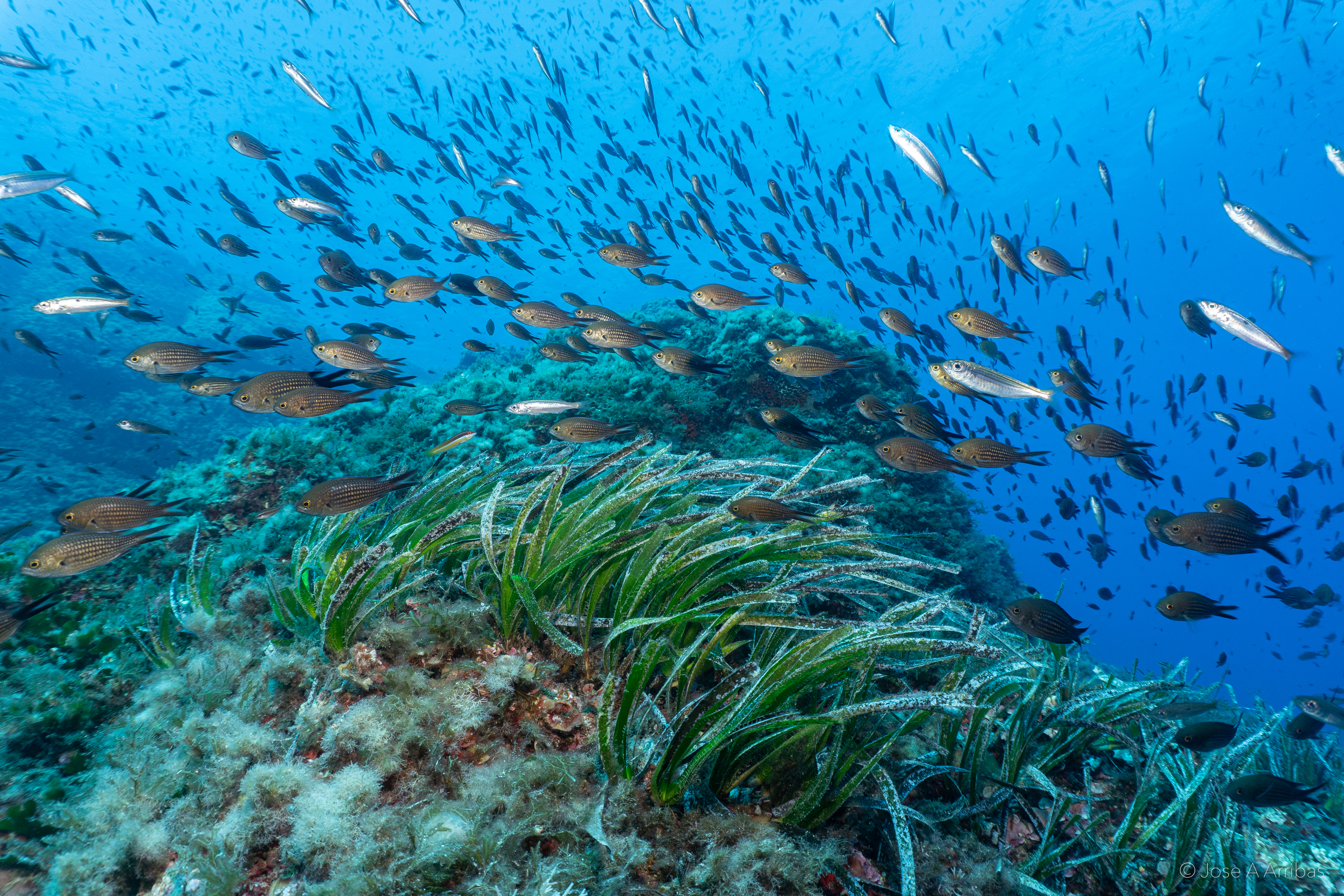 Foto autor: Jose A. Arribas\/Caib