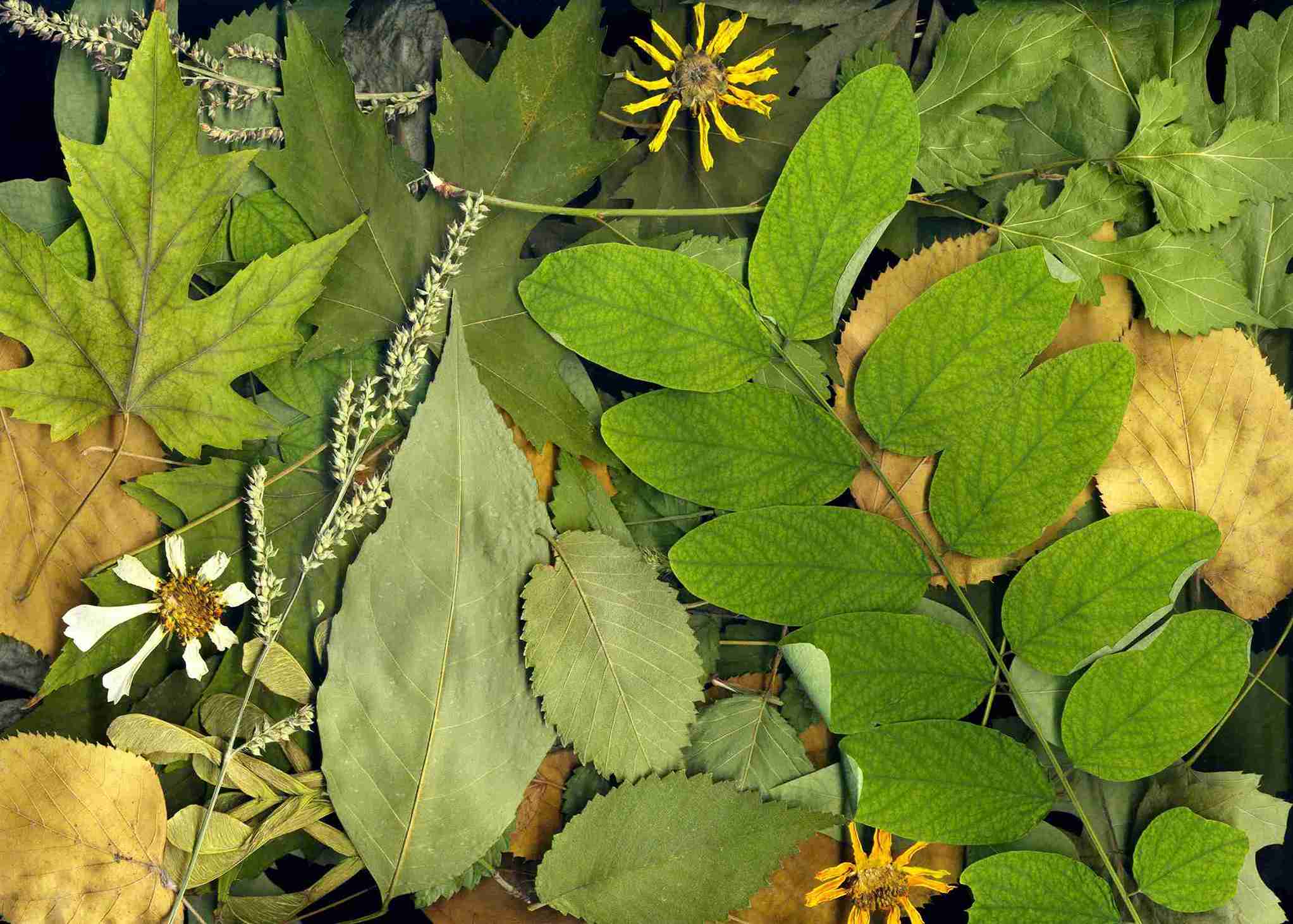 IDENTIFICACIÓ ESPÈCIES