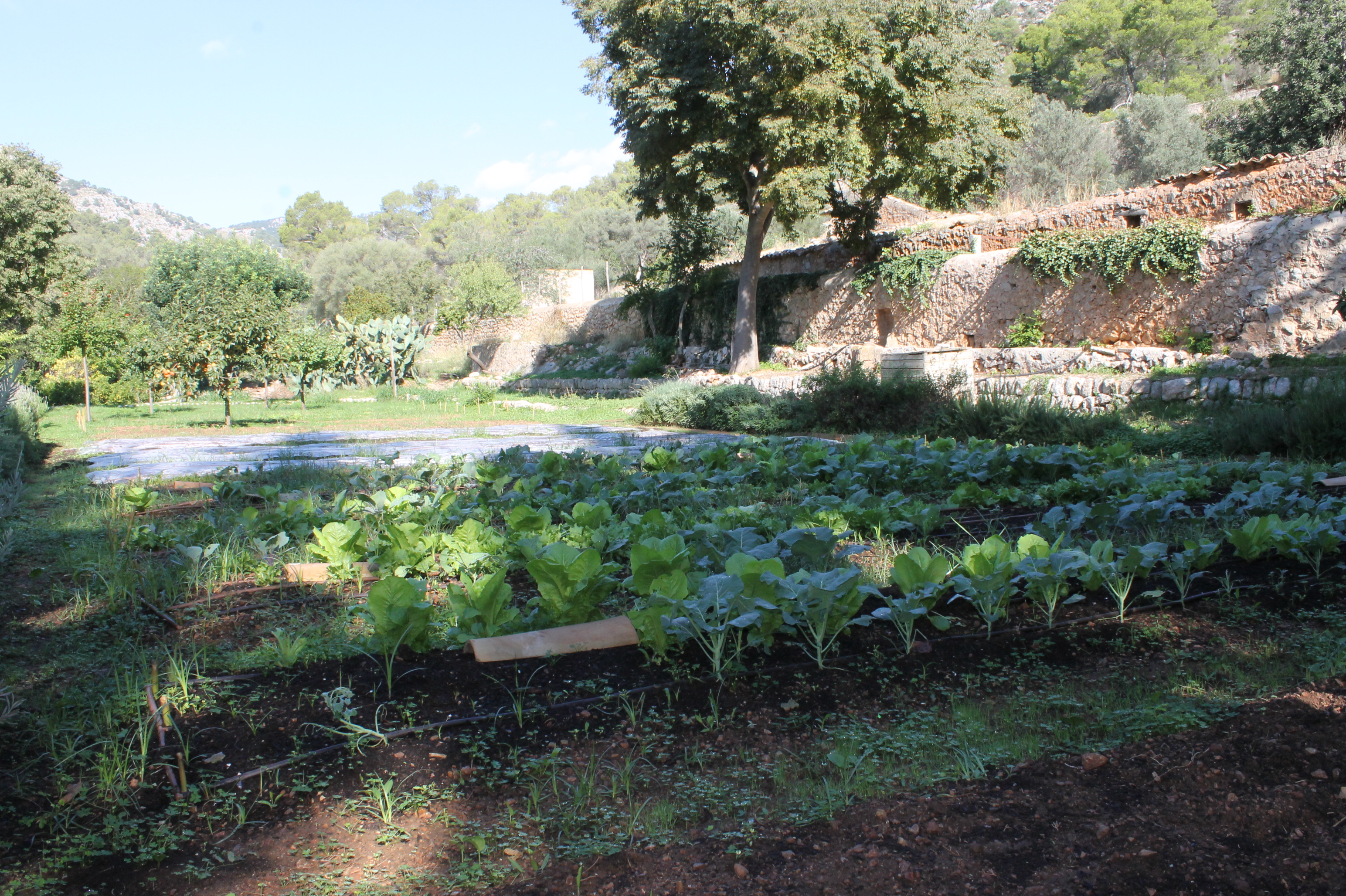 Hort de la finca pública de Raixa. 