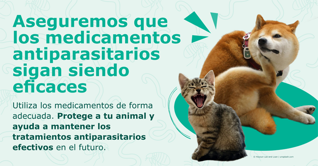 Nova campanya de l'AEMPS sobre medicaments antiparasitaris