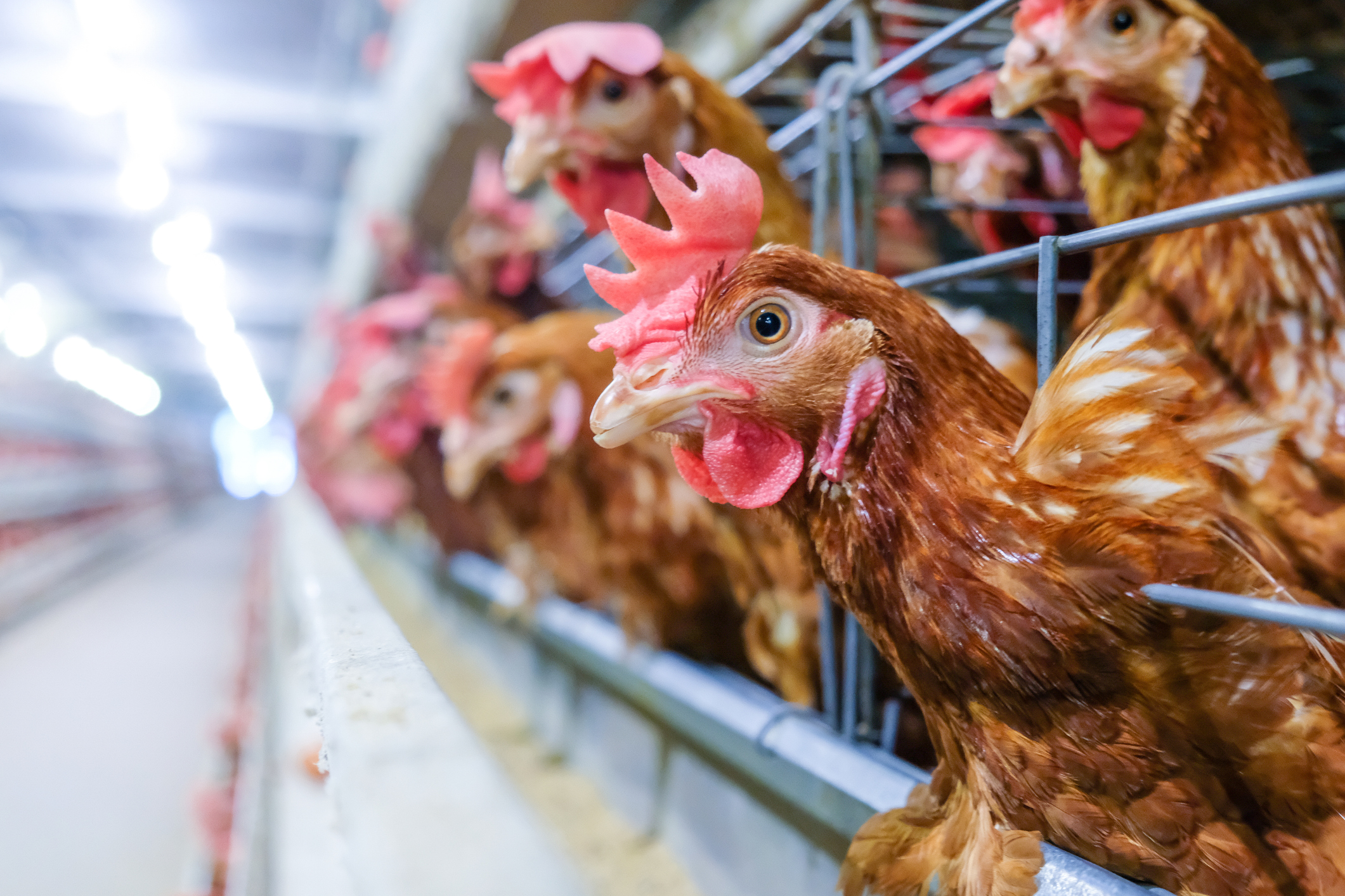 Explotació avícola de gallines