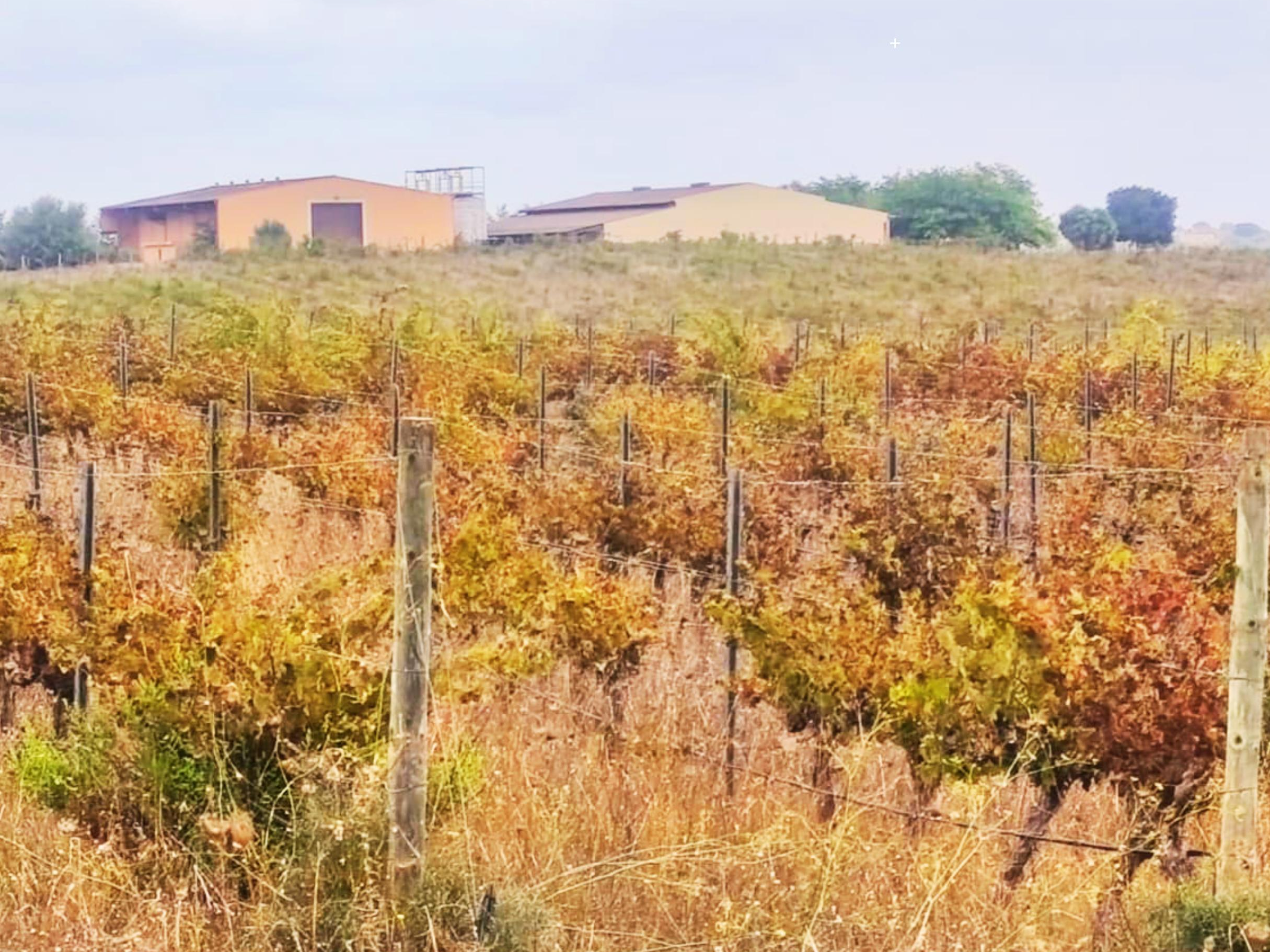Finca rústica.