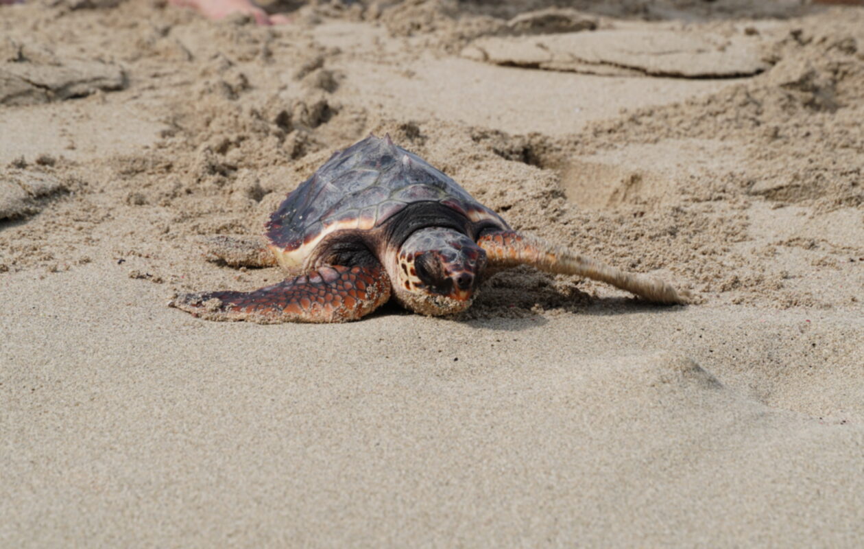 Alliberament d'una tortuga marina nascuda a Eivissa.