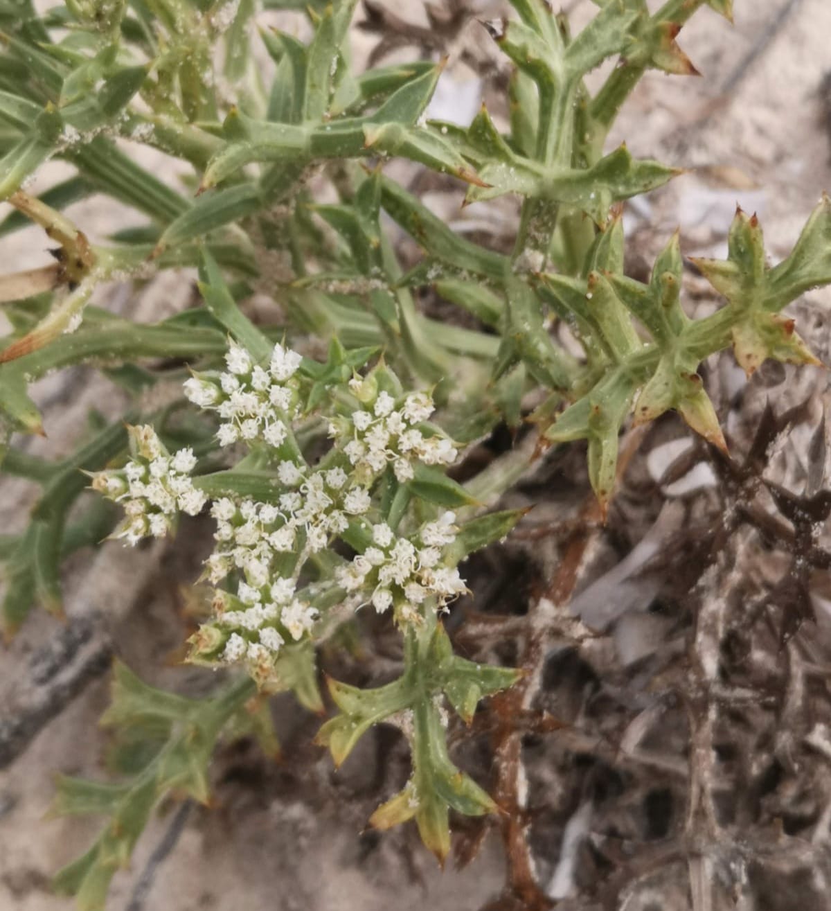 L''Echinophora spinosa' és una planta catalogada com a d'Especial Protecció a les Illes Balears.