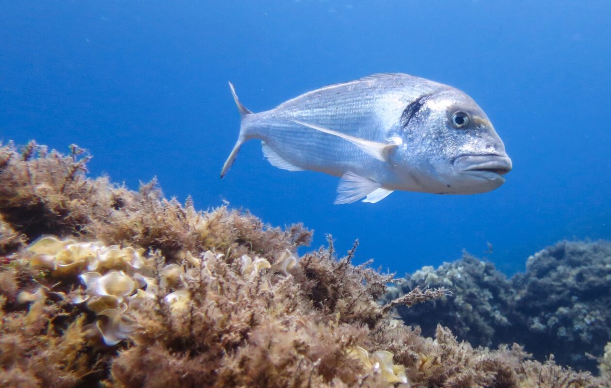 L'orada és una de les espècies per a les quals s'ha fixat una quota màxima diària